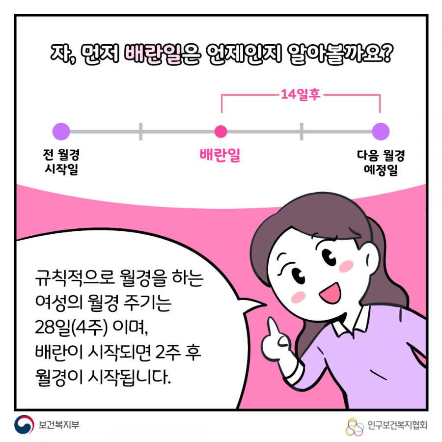 자, 먼저 배란일은 언제인지 알아볼까요? 규칙적으로 월경을 하는 여성의 월경 주기는 28일(4주)이며, 배란이 시작되면 2주 후 월경이 시작됩니다. 보건복지부로고,인구보건복지협회로고